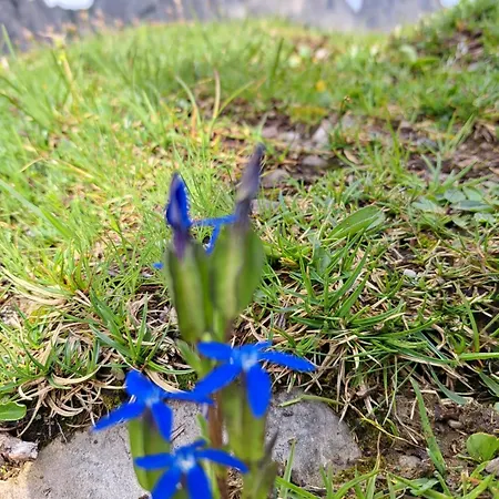 Koenigsreiner Penzion